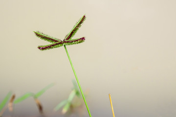 Flower of Crowfoot grass beside the canal