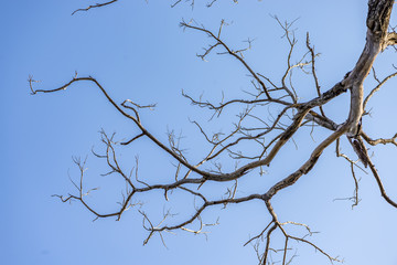Beautiful dead tree