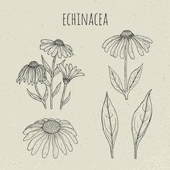 Echinacea medical botanical isolated illustration. Plant, flowers, leaves hand drawn set. Vintage outline sketch. - obrazy, fototapety, plakaty