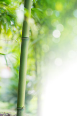 Fototapeta na wymiar the bamboo background
