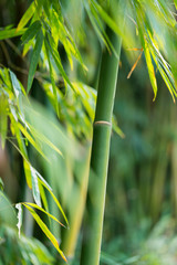 la forêt de bambous