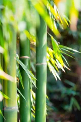 Photo sur Plexiglas Bambou la forêt de bambous