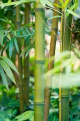 Crédence de cuisine en verre imprimé Bambou la forêt de bambous