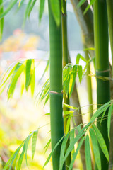 the bamboo forest