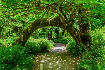 Tree arch in Hoh Rain forest, Olympic National Park, Washington 