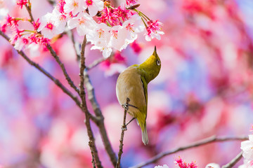 The Japanese White eye.The background is winter cherry blossoms. Located in Tokyo Prefecture Japan.