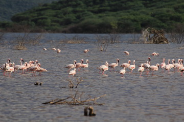 A few flamingos in Kenya