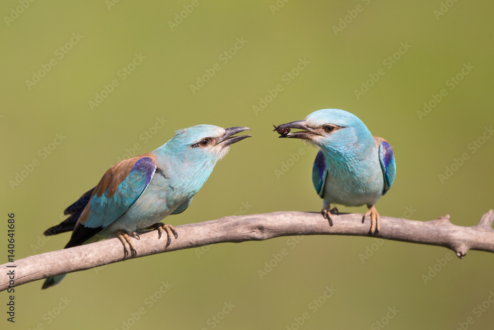 Wall mural Male bird Breasted rollers feeding female