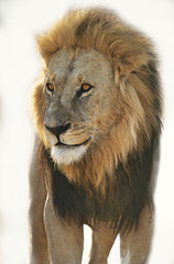 Lion standing and looking away over white background