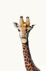 Portrait of giraffe over white background
