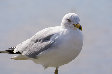Seagull bird standing on a pier by the water side. White and grey feathers keep the animal warm in winter months. Standing on one leg.