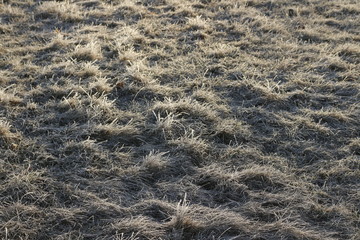 Grass in the frost in the March morning