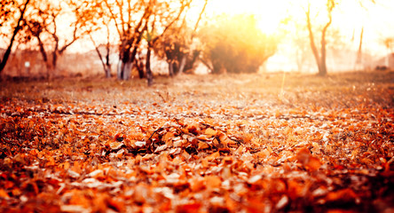 autemn forest with sunlight background color