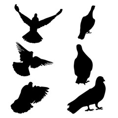 6 set of silhouette birds flying icon