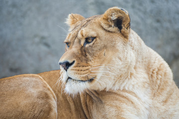 Obraz na płótnie Canvas Lioness, head, profile