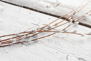 Colorful Easter willow twigs on the white rustic wooden background in cup © Kanstantsin