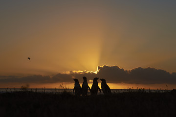 Obraz premium Magellanic Penguins (Spheniscus magellanicus) silhouetted at dawn against the sunrise on Bleaker Island in the Falkland Islands.