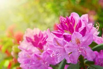 Abwaschbare Fototapete Schöner rosa Rhododendron. © Swetlana Wall