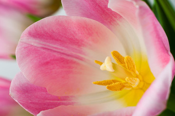 Fototapeta na wymiar beautiful tulip close up