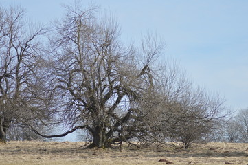 Moor und Heide Landschaft warten auf Frühling