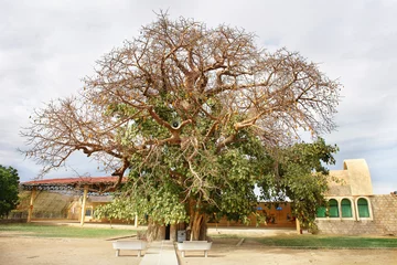 Foto op Canvas Keren in Eritrea with Shrine of St. Mariam Dearit  inside a trunk of an ancient baobab tree with a statue of the Virgin Mary inside.    © robnaw