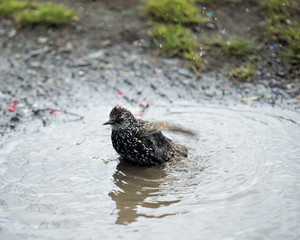 Common starling 