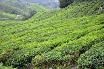 Fototapeta na wymiar Tea plantation located in Cameron Highlands