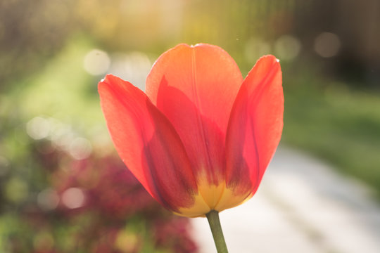 Beautiful single red tulip flowers in garden. Close up. Sun shine.