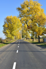 Road and sunny autumn day.
