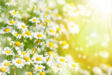 Summer background with beautiful daisies in sunlight..Blooming medical daisies.