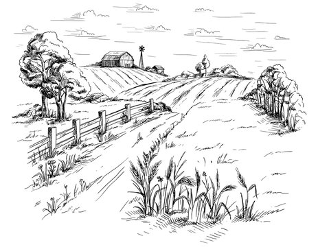 Rural landscape field wheat in graphical style. Hand drawn and converted to vector Illustration.