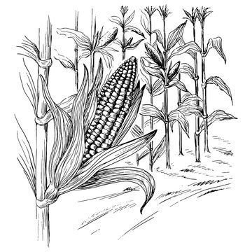 Sketch Corn Illustrations  Vectors