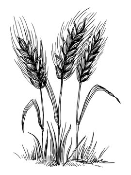 Wheat ears isolated on white background in graphical style. Hand drawn and converted to vector Illustration.