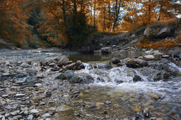 Beautiful wild autumnal forest with small stream or wild river and colorful fallen leaves. Polish forest in autumn. Dark forest