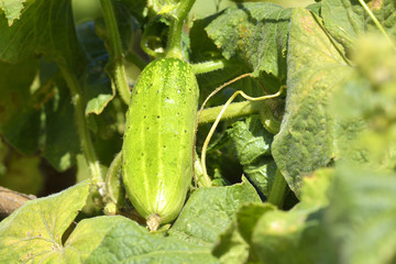 Obraz premium Cucumber growing in garden