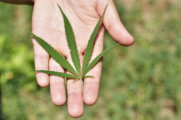 Woman's hand with a green hemp's leaf