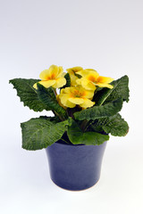 Blooming yellow primrose in a flowerpot isolated