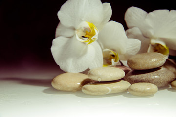 Fototapeta na wymiar flat stones on a white glass on the background of white orchids 