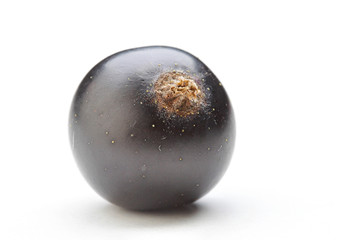 Close up of black currants