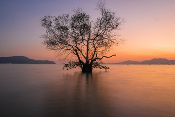 Fototapeta na wymiar tree silhouette long exposure