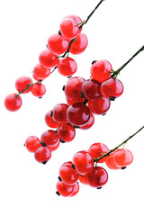 Studio shot of red currants