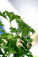 Close up of fresh parsley