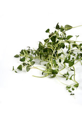 Close up of fresh thyme