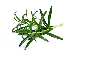 Fototapeta premium Close-up of rosemary on white background