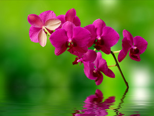 Beautiful orchid and water surface