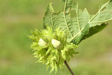 unripe hazelnuts on a tree branch