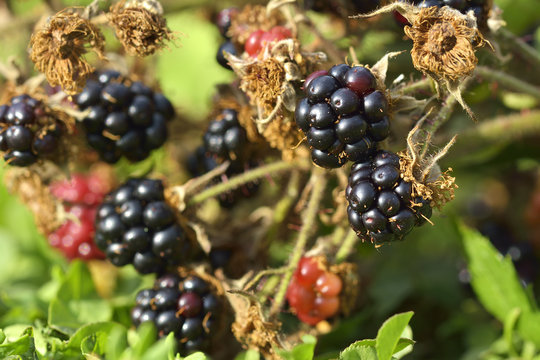 Huge torn-free blackberries begin to ripen