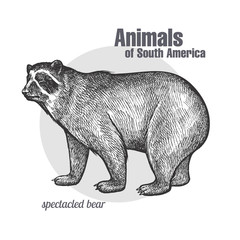Fototapeta premium Animals of South America Spectacled Bear.