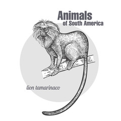 Fototapeta premium Animals of South America Lion tamarin.