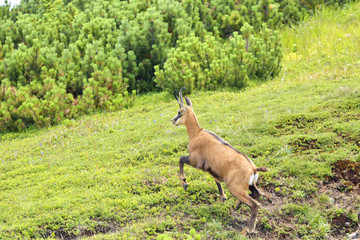 Chamois ( Rupicapra rupicapra) in natural habitat